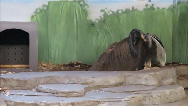 Майя ходит, а малыш муравьеда спит 27.04.2022 смотреть онлайн