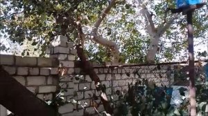 КИТАЙСКИЙ СУЧКОРЕЗ МАКИТА С НОВОЙ ПИЛЬНОЙ ЦЕПЬЮ