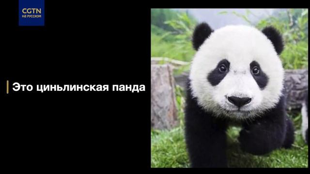 Отличия между циньлинскими и сычуаньскими пандами смотреть онлайн