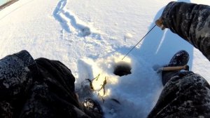 ЛОВЛЯ ОКУНЯ НА МАРАПЕДКУ.МАРАПЕДКА 30 ММ.