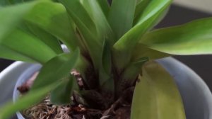 Орхидея Венерин Башмачок, Американский гибрид - орхидея для новичков.