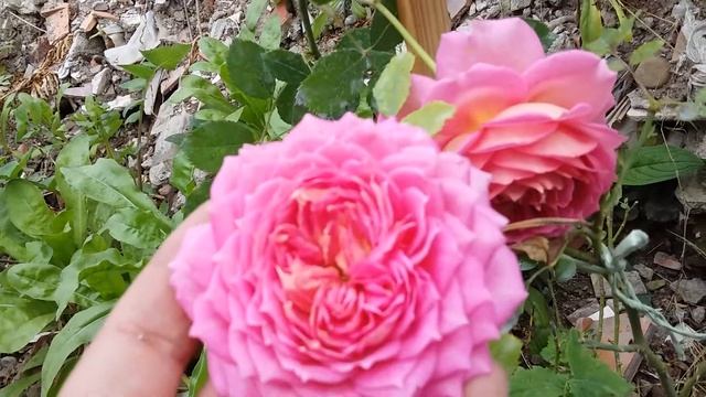 Jubilee Celebration / David Austin 1998 English Rose Collection - rosier - rose - rosa