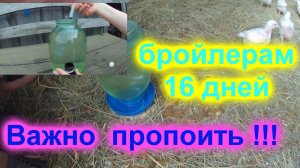 Бройлерам 16 дней Важно пропоить этим!!!!