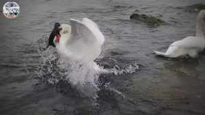 Норка против чайки. Битвы в дкиой природы