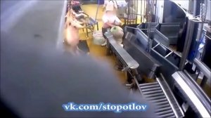 Ад на скотобойне