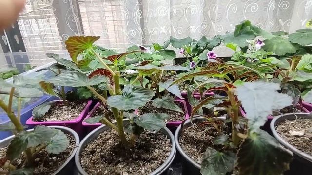 Высадила бегонии на пмж. Сколько растений на кашпо. Какой грунт.Получила новые клубни супер бегоний смотреть онлайн