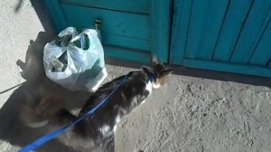 Прогулка в кошкой на поводке
