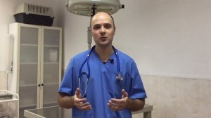 Чем обработать кошку от блох: шампунь спрей капли ошейник или таблетки?
