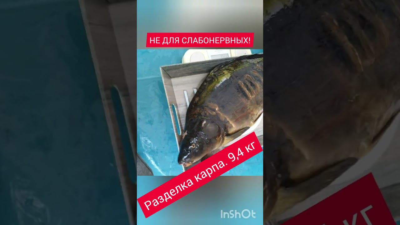 Рыбалка в Германии. Карп 9,4 кг смотреть онлайн