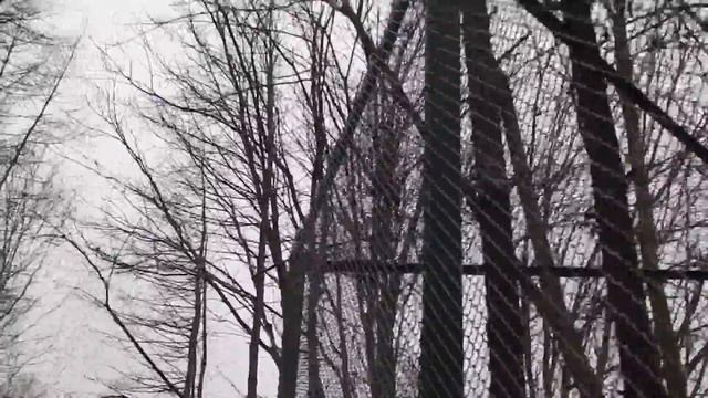 Зоопарк  Грифы сипы неясыти полярная сова