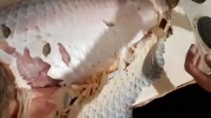 Снимаем шкуру с Сазана 12 кг