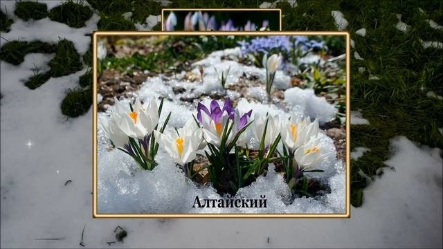 Подснежники -Вестники Весны