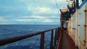 Краб камчатский - На промысле в Охотском море. Тизер 3