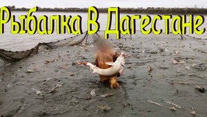 Осетровые Пруды Рыбалка в Дагестане