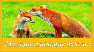 Млекопитающие России