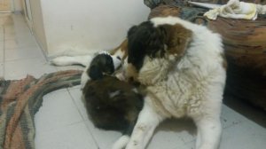 Щенки сенбернары с мамой