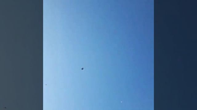 Иранские бойные игровые Голуби #Togki #tauben #pigeons смотреть онлайн