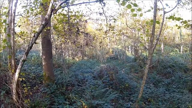 becasse setter Basse Normandie 2015..2016 смотреть онлайн