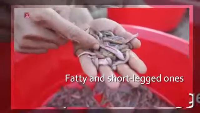 Ragworms Hanoi's posh autumnal delicacy VnExpress International смотреть онлайн