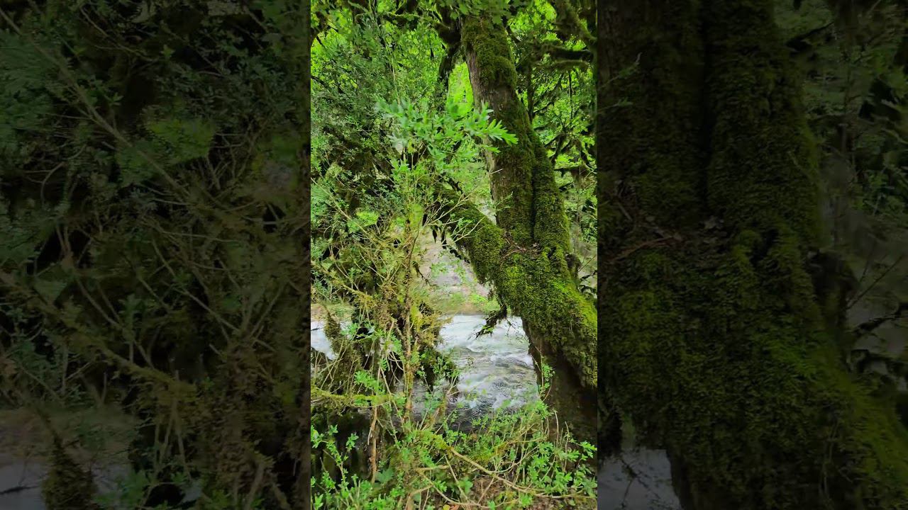 Абхазия, сказочные деревья у реки в каньоне. Abkhazia, fabulous trees by the river in the canyon.