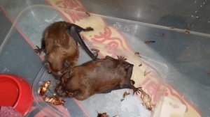 Как едят летучие мыши