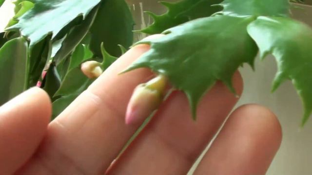 Winter Cactus Flowering (Schlumbergera) смотреть онлайн