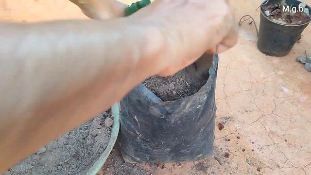 ನರ್ಸರಿಯಿಂದ ತಂದ ಗುಲಾಬಿ ಗಿಡ ಹೀಗೆ ನೆಟ್ಟರೆ ತುಂಬಾ ಹೂ ಕೊಡ್ತದೆ | nursery rose repotting method смотреть онлайн