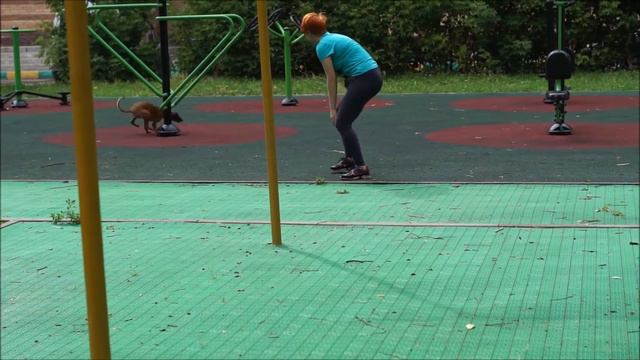 Уиппет Ли. Обход препятствия слева направо по команде. смотреть онлайн