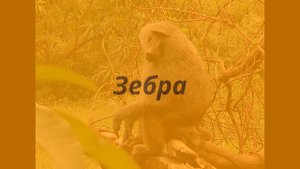 Животные Африки