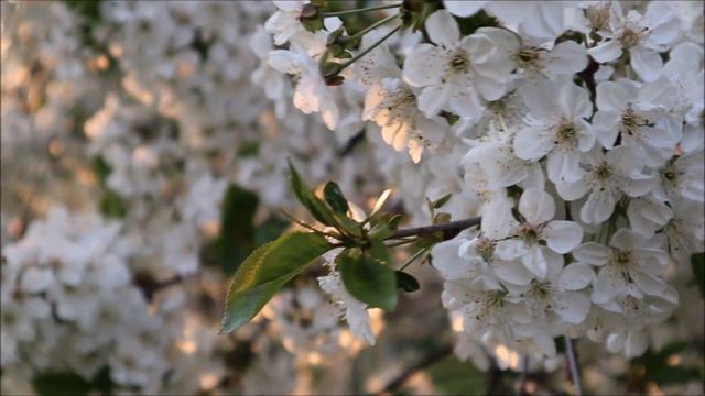 О кроликах, котятах и кувшине с молоком. Афонские рассказы - Александр Дворкин смотреть онлайн