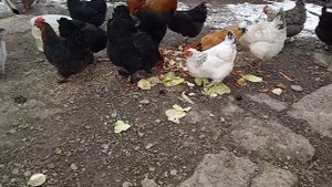 петухи #Брама куропатчатая и беспородные куры.