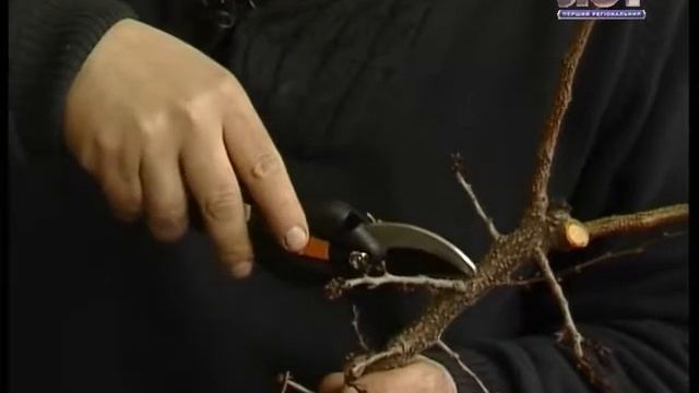 Удачи на даче. Виды обрезки. 23.03.14 смотреть онлайн