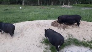 ЧЕРНИЧНЫЙ ХУТОР вот мы к вам и добрались) Супер челлендж на удой)