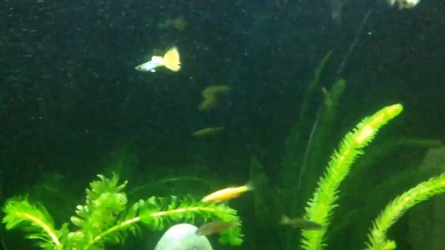 мои любимые рыбы.175л.Дермогенисы, данио, гуппи, лялиусы, раки, сомики, смотреть онлайн