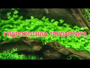 ГИДРОКОТИЛА ТРИПАРТИТА. СОДЕРЖАНИЕ И РАЗМНОЖЕНИЕ В АКВАРИУМЕ.