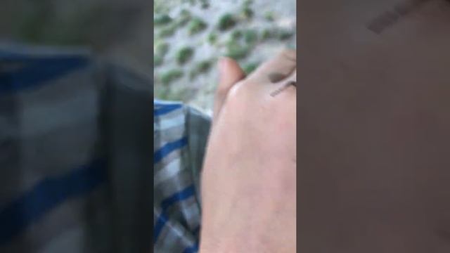 Бабочка бражника. Бражник  он ли?