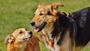 Азбука природы: Ребятам о домашних зверятах