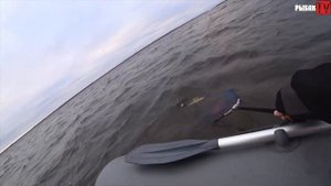 ТРОФЕЙНЫЙ ОКУНЬ. Рыбалка на Ладожском озере. Ладога/Окунь/Закрытие сезона 2023