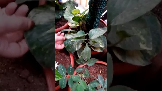 Farha home gardening | lovely green money plant