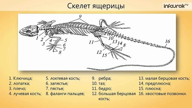 класс Пресмыкающиеся  Общая характеристика