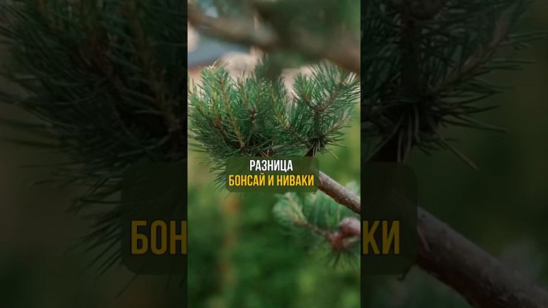 Разница бонсай и ниваки.