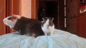 Морские свинки. Смешные и интересные животные Кэви или кейви. В Перу называют Куй.mp4