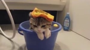 Мокрые киски