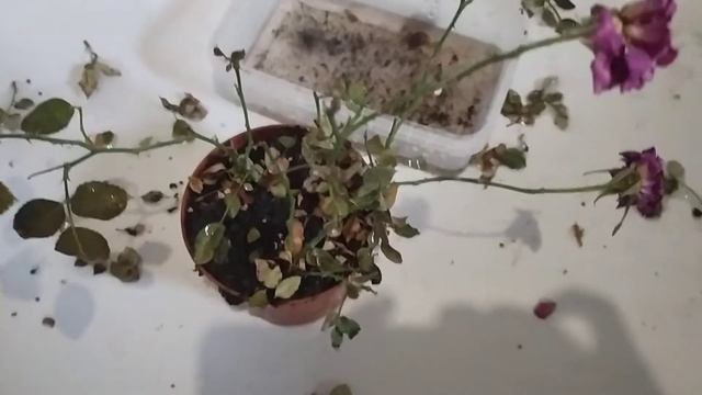 На комнатную розу опять напал паутинный клещ. Скоро продолжение истории этой розы. Учимся выращиват смотреть онлайн