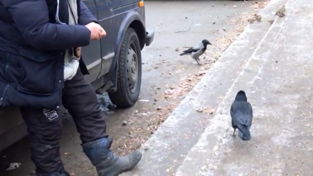 Маленькая история о граче "Петрович"... смотреть онлайн