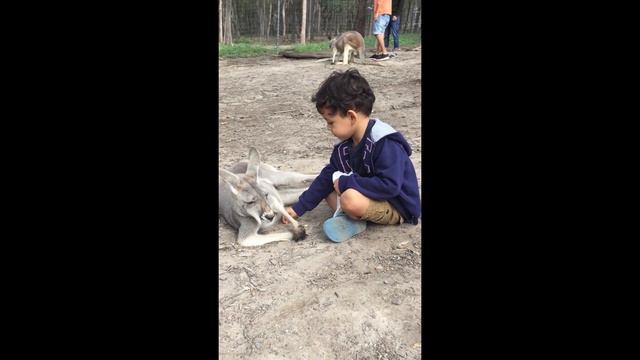 МИЛЫЕ ДЕТИ И МИЛЫЕ ЖИВОТНЫЕ, ЛЮБОВЬ К ЖИВОТНЫМ СПОКОЙНАЯ МУЗЫКА ДЛЯ ОТДЫХА #животные #дети#классика