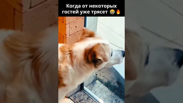 Главное не подавать виду как рад их видеть &#128515;&#128514;&#128293;