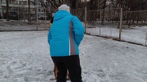 Подготовка Английского бульдога и АСТ по бытовой защите хозяина.