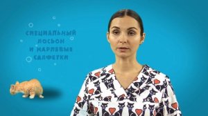 Совет ветеринара Как почистить уши коту