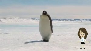 Информационная рубрика для детей «Children’s World». Интересные факты о пингвинах?